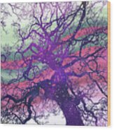 Star Baum Wood Print