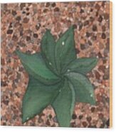Star Succulent Wood Print