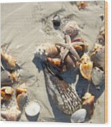 Starfish With Five Points On Sea Shells Wood Print