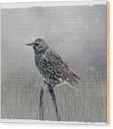 Starling In Winter Wood Print