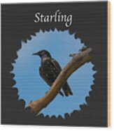 Starling Wood Print