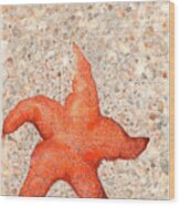 Stranded Starfish Wood Print