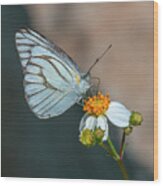Striped Albatross Butterfly Dthn0209 Wood Print