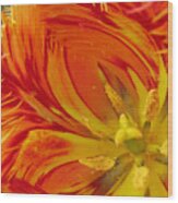Striped Parrot Tulips. Olympic Flame Wood Print