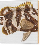 'study Of A Nassau Grouper' Wood Print
