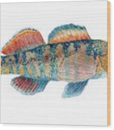 Study Of A Rainbow Darter Wood Print