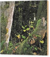 Stump Wyeth Wood Print