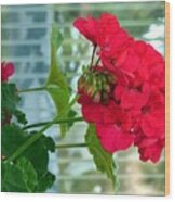 Stunning Red Geranium Wood Print