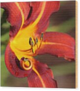 Stylistic Daylily Wood Print