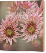 Succulent Flowers - 365-100 Wood Print