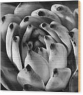 Succulent Petals Black And White Wood Print