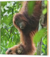 Sumatran Orangutan Pongo Abelii Two Wood Print
