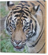 Sumatran Tiger Wood Print