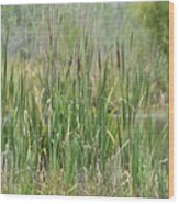 Summer Cattails Wood Print