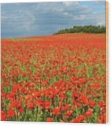 Summer Poppies In England Wood Print