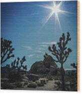 Sun Flare At Joshua Tree Wood Print