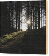 Sun Glare In The Dark Forest Wood Print