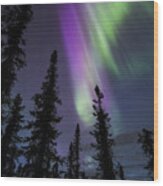 Sun-kissed Aurora Above The Spruces Wood Print