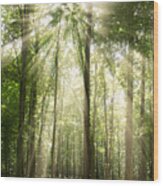 Sun Rays Through Treetops Rural Landscape Wood Print