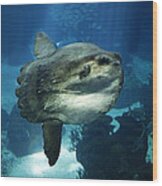 Sunfish Mola Mola Wood Print
