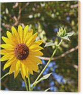 Sunflower - Friendship Wood Print