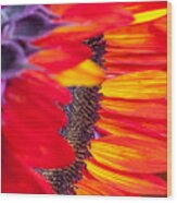 Sunflower #7 Wood Print