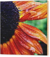 Sunflower And Raindrops Wood Print