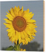 Sunflower At Attention Wood Print