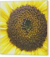 Sunflower Close Up Wood Print