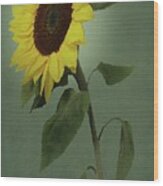 Sunflower Glow Wood Print