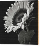 Sunflower In Black And White Wood Print
