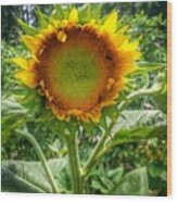 Sunflower In Mocksville Wood Print