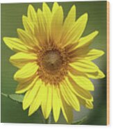 Sunflower In The Sun Wood Print