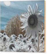 Sunflower Infrared Wood Print