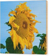 Sunflower Morning #2 Wood Print