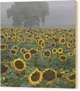 Sunflower Morning Vertical Wood Print