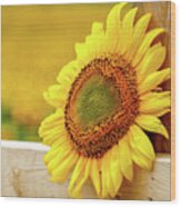 Sunflower On The Fence Wood Print