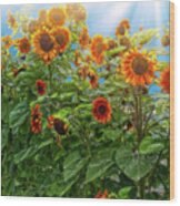 Sunflower Pack Wood Print