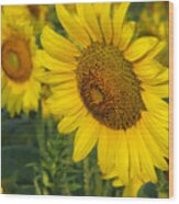 Sunflower Series Wood Print