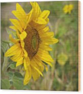 Sunflower Show Off Wood Print