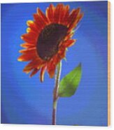 Sunflower Solitaire Wood Print