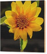 Sunflower Sunbeam Print Wood Print
