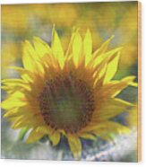 Sunflower With Lens Flare Wood Print