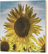 Sunflower With Sun Peaking Through Wood Print