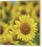 Sunflowers 1 Wood Print