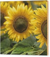 Sunflowers Wood Print