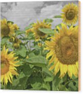 Sunflowers I Wood Print