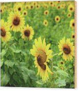 Sunflowers In Memphis Iv Wood Print