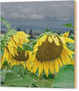 Sunflowers On A Rainy Day Wood Print