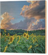 Sunflowers Sunset Weldon Spring Mo Grk8303_07152018-hdr Wood Print
